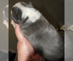 Small Photo #4 Boston Terrier Puppy For Sale in CRKD RVR RNCH, OR, USA