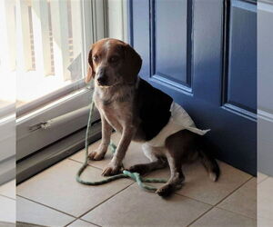 Beagle Dogs for adoption in MECHANICSBURG, PA, USA