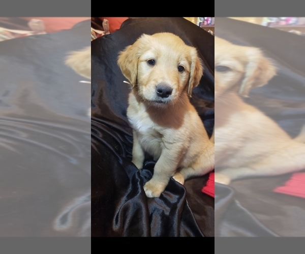 Medium Photo #8 Golden Retriever Puppy For Sale in VICTORIA, TX, USA