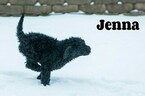 Small Photo #7 Labradoodle-Poodle (Standard) Mix Puppy For Sale in SAINT CLOUD, MN, USA