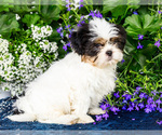 Small #12 Shih Tzu