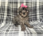 Small YorkiePoo