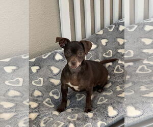 Chug Dogs for adoption in Santa Clarita, CA, USA