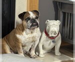 Small #3 Bulldog
