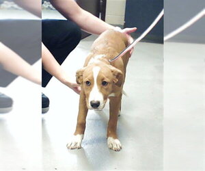 Mutt Dogs for adoption in Fayetteville, NC, USA