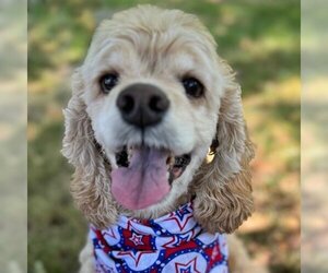 Cocker Spaniel Dogs for adoption in Arlington, VA, USA