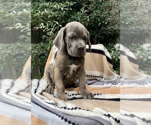 Cane Corso Puppy for Sale in LAUREL, Mississippi USA