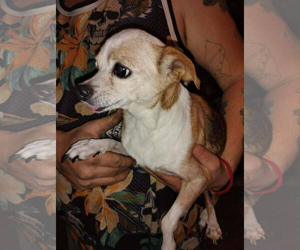 Medium Photo #4 Chihuahua Puppy For Sale in Mount Laurel, NJ, USA