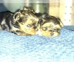 Small Photo #14 Yorkshire Terrier Puppy For Sale in STKN, CA, USA