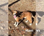 Small #2 Beagle Mix