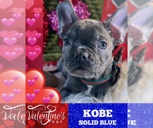 French Bulldog Puppy for sale in HEATHROW, FL, USA