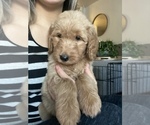 Small Photo #15 Goldendoodle Puppy For Sale in CARMICHAEL, CA, USA