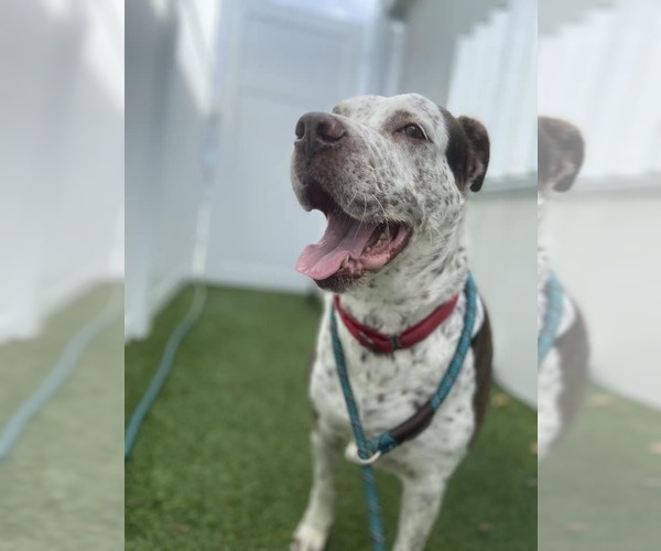 Medium Photo #13 Mutt Puppy For Sale in Pompano Beach , FL, USA