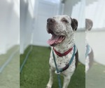 Small Photo #13 Mutt Puppy For Sale in Pompano Beach , FL, USA
