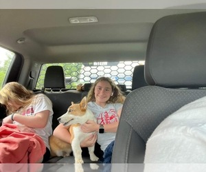 Pembroke Welsh Corgi Dogs for adoption in TUSKAHOMA, OK, USA