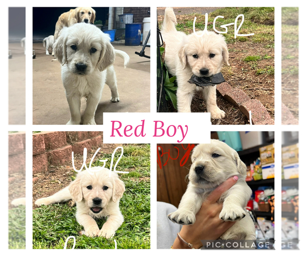 Medium Photo #10 Golden Retriever Puppy For Sale in BOILING SPGS, SC, USA