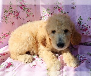 Goldendoodle Dog for Adoption in BLOOMINGTON, Indiana USA