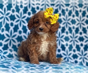 Cavapoo-Cockapoo Mix Puppy for sale in LAKELAND, FL, USA