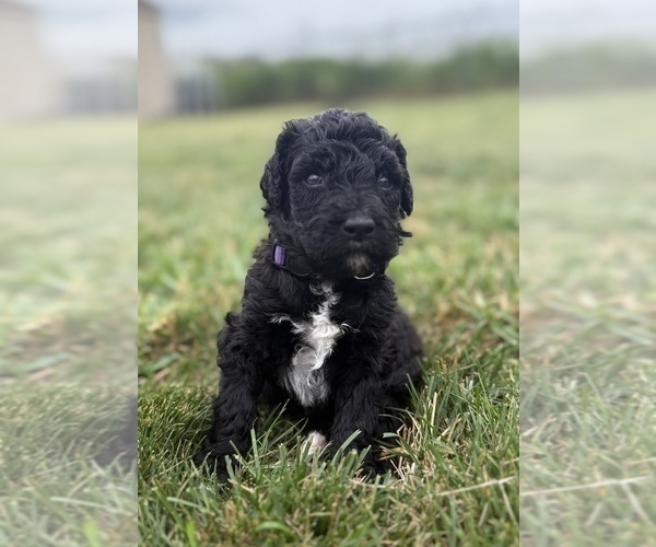 Medium Photo #29 Goldendoodle Puppy For Sale in HOWARD CITY, MI, USA