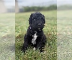 Small Photo #29 Goldendoodle Puppy For Sale in HOWARD CITY, MI, USA