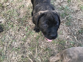 Cane Corso Puppy for sale in GASTON, SC, USA