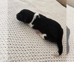 Small Photo #29 Akita Puppy For Sale in STRAFFORD, MO, USA