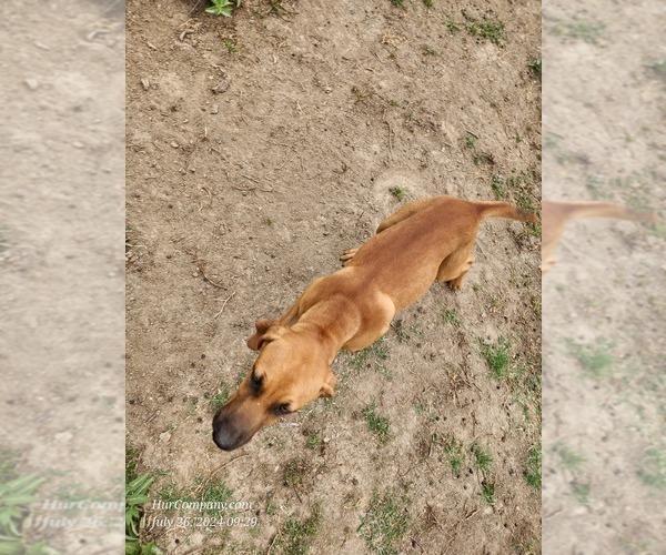 Medium Photo #14 Catahoula Leopard Dog Puppy For Sale in CUMBY, TX, USA