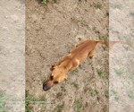 Small #13 Catahoula Leopard Dog