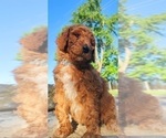 Small #5 Poodle (Standard) Mix