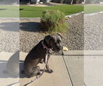 Small #1 Mutt