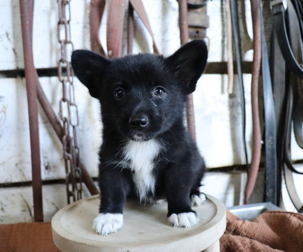 Medium Photo #2 Pembroke Welsh Corgi-Pomeranian Mix Puppy For Sale in HONEY BROOK, PA, USA