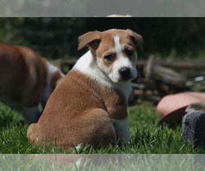 Mutt Dogs for adoption in Bellingham, WA, USA