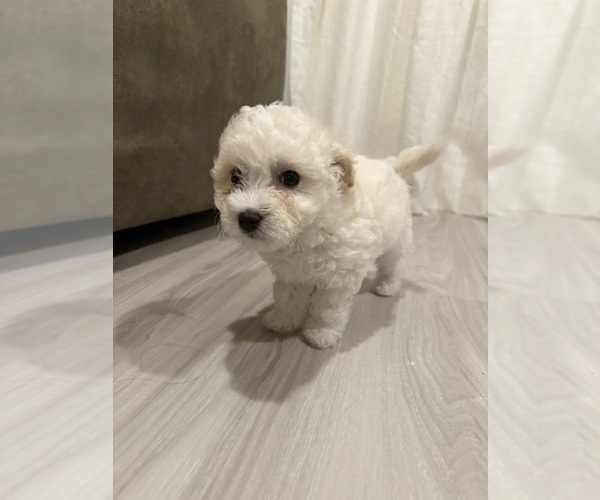 Medium Photo #3 Bichpoo Puppy For Sale in SAINT LOUIS, MO, USA