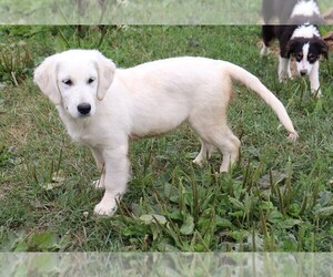 English Cream Golden Retriever Dog for Adoption in MARION CENTER, Pennsylvania USA