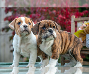 Beabull Litter for sale in SHIPSHEWANA, IN, USA