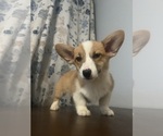Small #78 Pembroke Welsh Corgi