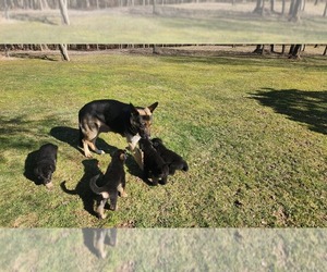 German Shepherd Dog Litter for sale in HARRISVILLE, PA, USA