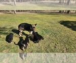Small Photo #1 German Shepherd Dog Puppy For Sale in HARRISVILLE, PA, USA