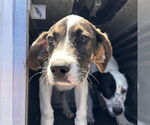 Small #3 Great Dane Mix