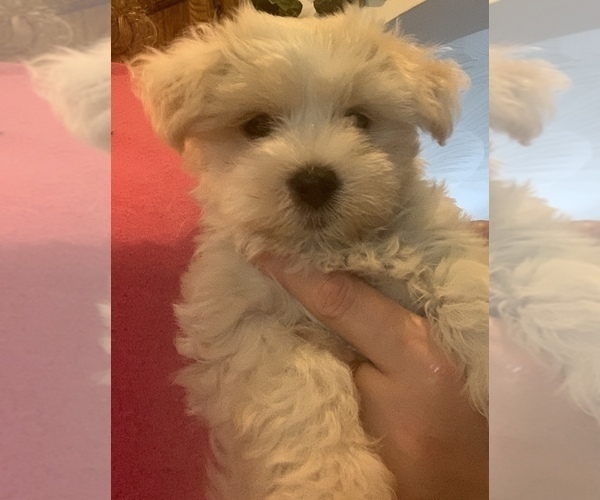 Medium Photo #7 Morkie Puppy For Sale in PALATKA, FL, USA