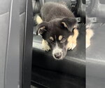 Small #9 Siberian Husky Mix