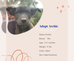 Small #8 Mutt