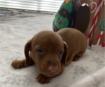 Small Photo #3 Dachshund Puppy For Sale in HOUSTON, TX, USA