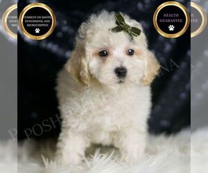 Medium Maltipoo (Miniature)