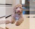 Small Photo #3 Goldendoodle Puppy For Sale in DIXON, IL, USA