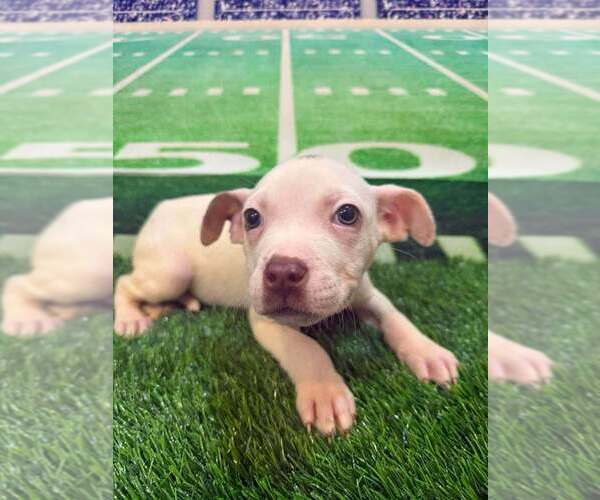 Medium Photo #4 Mutt Puppy For Sale in New York, NY, USA
