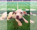 Small #3 Mutt