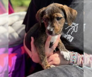 Labrador Retriever-Rat Terrier Mix Dogs for adoption in Warrenton, VA, USA