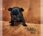 Small #12 French Bulldog