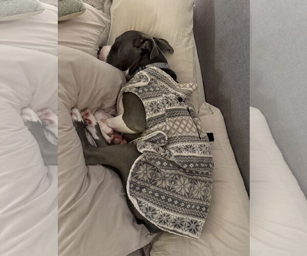 Medium Photo #4 Bull Terrier-Bulldog Mix Puppy For Sale in St. Louis Park, MN, USA